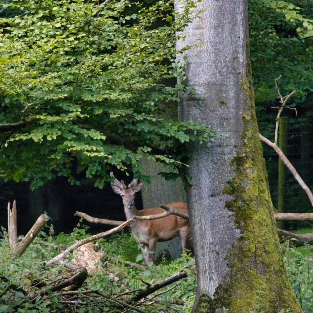 Rezerwat przyrody w okolicy Przysiółka Spore